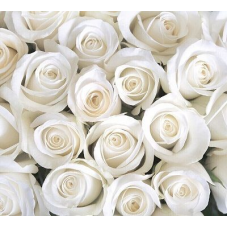 Фотообои Розы Белые Панно Дивино Декор, В1-091 (300х270см)