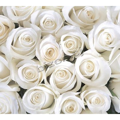 Фотообои Розы Белые Панно Дивино Декор, В1-091 (300х270см)