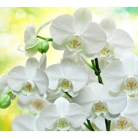 Фотообои Белые Орхидеи Панно Дивино Декор, В1-085 (300x270см)