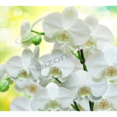 Фотообои Белые Орхидеи Панно Дивино Декор, В1-085 (300x270см)
