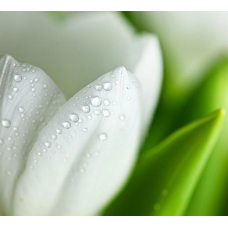 Фотообои Белые Тюльпан Панно Дивино Декор, C1-144 (300x270см)