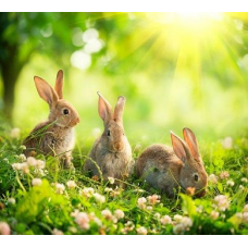 Фотообои Кролики Панно Дивино Декор, D2-013 (300х270см)