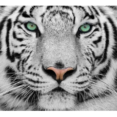 Фотообои Белый Тигр Панно Дивино Декор, Б1-077 (300х270см)