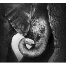 Фотообои Слонёнок Панно Дивино Декор ,D2-089 (300х270см)